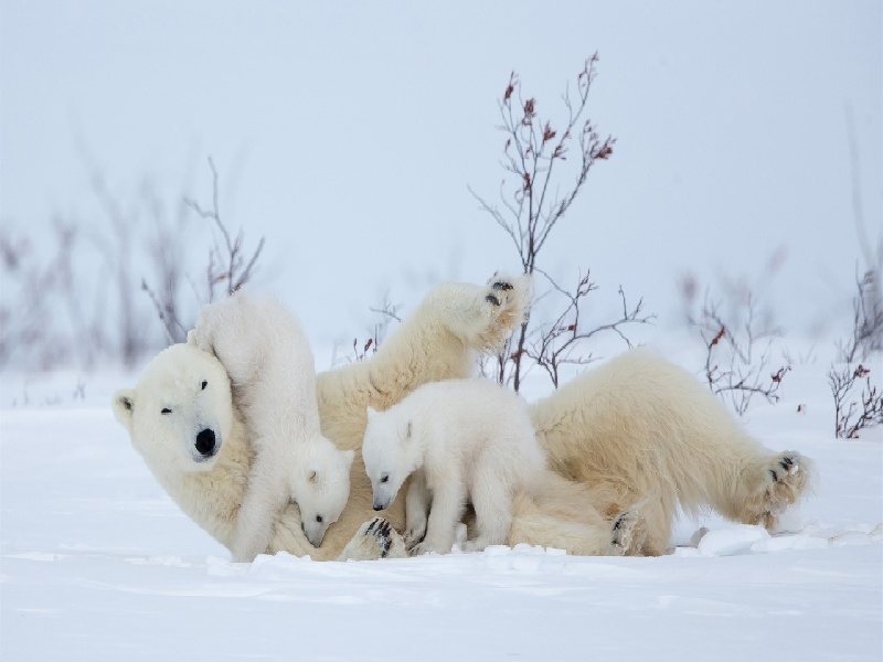 试管移植快乐视频冰镇黄瓜酒吧试管试管 降调节过度