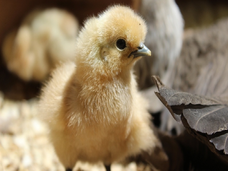 试管婴儿 水肿厦门夫妇做试管做试管会腰疼